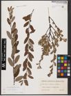 Foto von Salix aurita L. x Salix repens L.